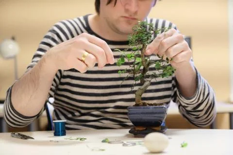 Hands of a man with a thread with a garter of twigs of a small bonsai tree Stock Photos
