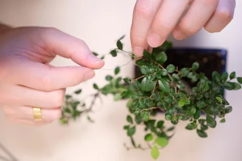 Hands of a man with a thread with a garter of twigs of a small bonsai tree Stock Photos