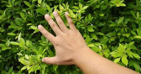Hand's man touching green plants wall. Stock Footage 281950419