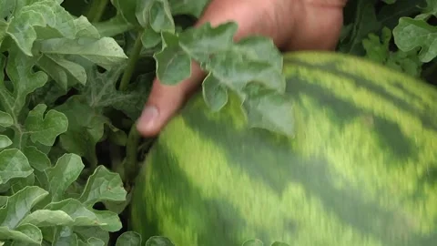 Hands of man with watermelon growing in the garden Video stock 216441561