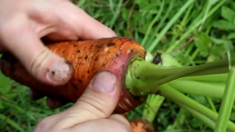 The hands of a man who cuts the tops of a carrot in the garden. autumn harvest Stock Footage