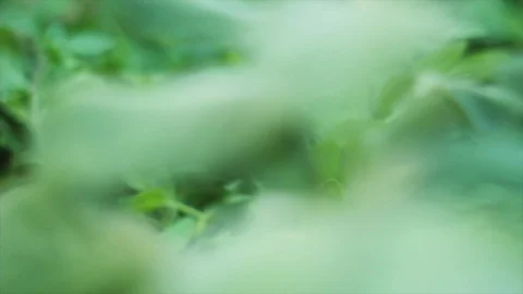 Hands of a man who is uprooting leaves from the garden Stock Footage 101525876