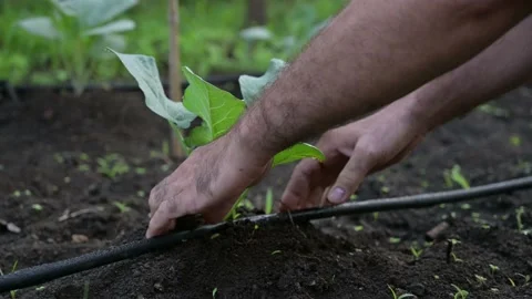 Hands of man working in the garden. Pruning vegetables in the home garden Stock Footage 140389237