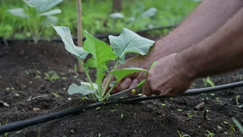 Hands of man working in the garden. Pruning vegetables in the home garden Stock Footage 140389336