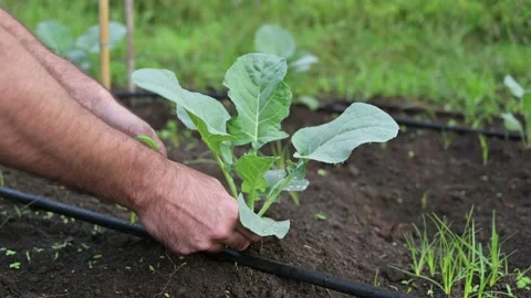 Hands of man working in the garden. Pruning vegetables Stock Footage 140389627