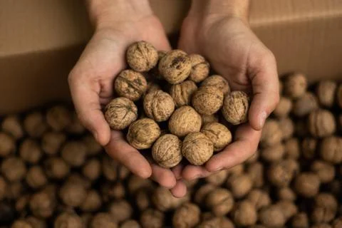 Hands of men full of walnuts Stock Photos