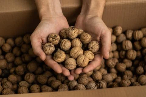 Hands of men full of walnuts Stock Photos