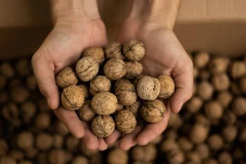 Hands of men full of walnuts Stock Photos