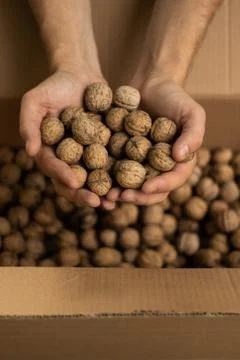 Hands of men full of walnuts Stock Photos