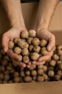 Hands of men full of walnuts Stock Photos