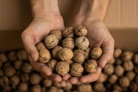 Hands of men full of walnuts Stock Photos