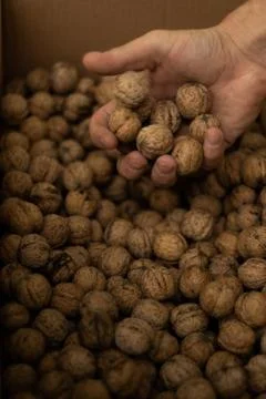 Hands of men full of walnuts Stock Photos