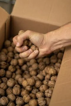 Hands of men full of walnuts Stock Photos