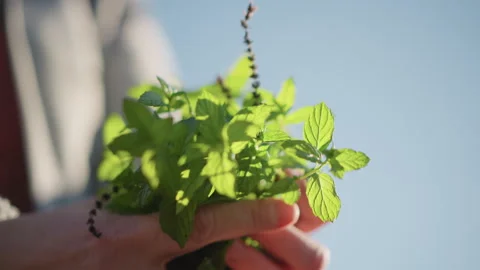 Hands with mint. Closeup of hands holding aromatic mint in sunny garden. Gently Stock Footage 346397408