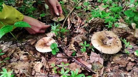 The hands of the mushroom picker cut off white bunches in the forest with a knif Stock Footage 250950118