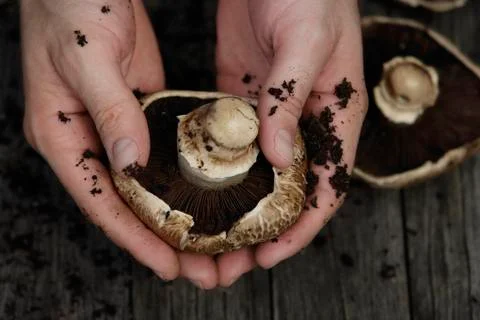 Hands with mushrooms Stock Photos
