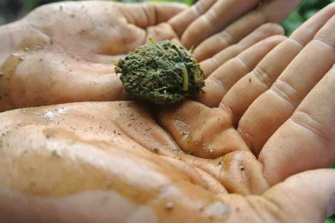 Hands of nature Stock Photos