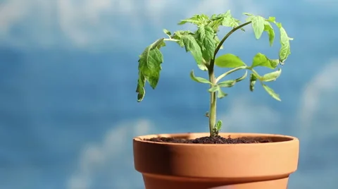 Hands nurturing potted plant  Stock Footage 3324604