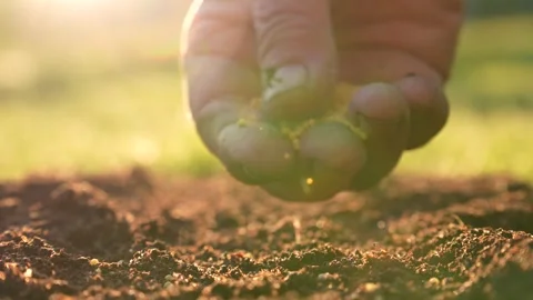 Hands Of Old Farmer Carefully Scatter Plant Seeds Into Brown Soil For Planting Video stock 274806367