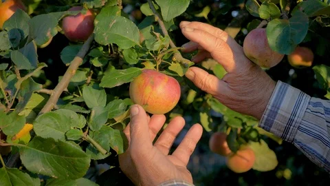 Hands Of The Old Farmer Collected The Tree Ripe Apple Close Up Video stock 104559766
