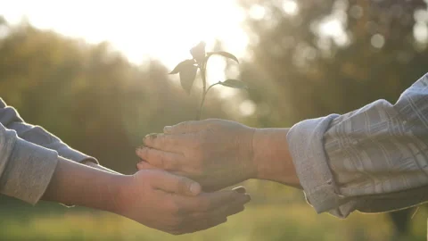 Hands of an old farmer pass a sprout with the earth into young hands Stockbeeldmateriaal 130750896