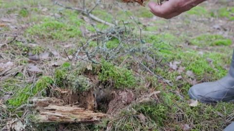 Hands of an old lady picking a mushroom from a rotten trunk in a Polish forest Stock Footage 161758554