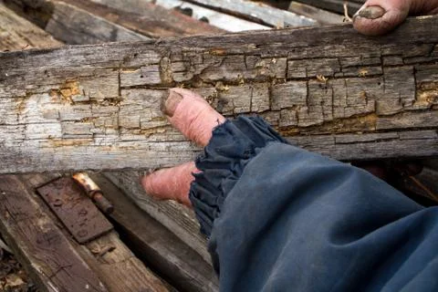 The hands of an old man with sick nails choose old boards for heating the far Stock Photos