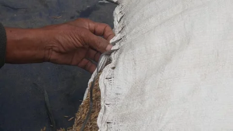 The hands of an old man untying the rope of a sack containing rice Stock Footage 316923333