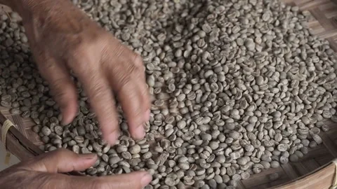 Hands of a old woman sorting through arabica coffee beans, quality control and Stock Footage