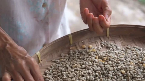 Hands of a old woman sorting through arabica coffee beans in round wicker Stock Footage 112083281