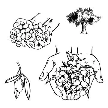 Hands with olives.  Vector   illustration. Stock Illustration