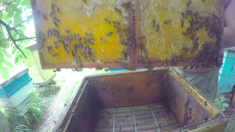 The hands open the bee hive and take out the honeycomb 스톡 동영상 83099854