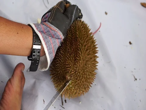 The hands open the durian fruit carefully. Stock Footage 92207531