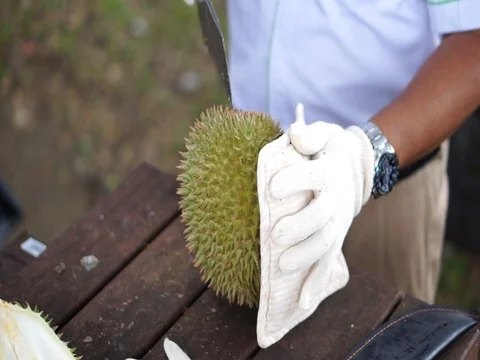 The hands open the durian fruit carefully. Stock Footage 92207568
