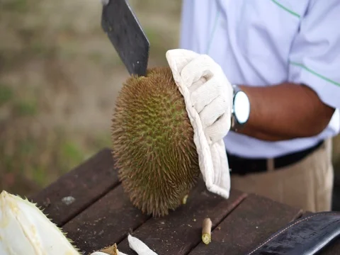 The hands open the durian fruit carefully. Stock Footage 92207605