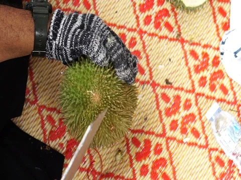 The hands open the durian fruit carefully. Stock Footage 92207665