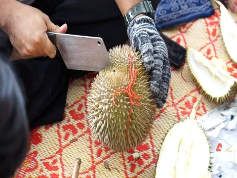 The hands open the durian fruit carefully. Stock Footage 92207735