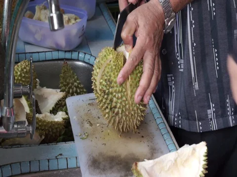 The hands open the durian fruit carefully. Stock Footage 92207819