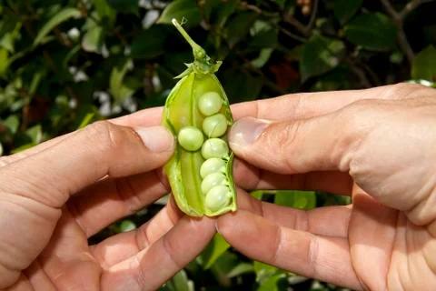 Hands open a pea pod Stock Photos