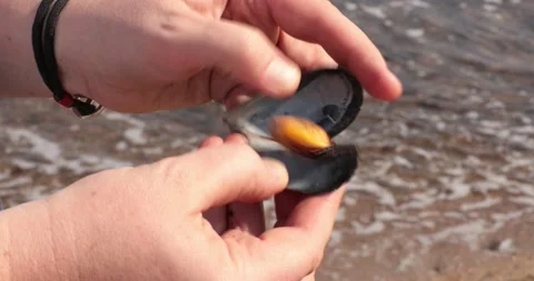 Hands open seashells of mussel and take cooked seafood at sea shore beach Stock Footage 165078614