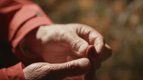 Hands opening Corbezzolo berry Stock Footage 71960070