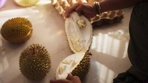 Hands opening fresh durian showing flesh inside Stock-Footage 345860845
