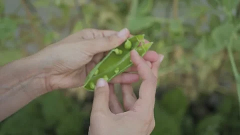 Hands opening fresh pea pod, urban garden, Italy 動画素材 335840252