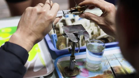 Hands opening oyster with tools. Stock Footage 305369231