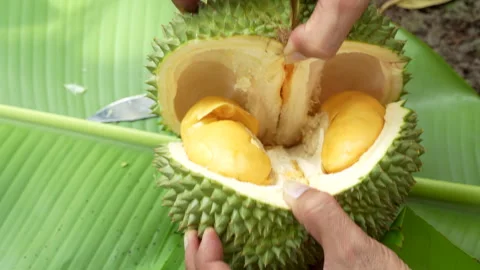 Hands Opening Premium Black Thorn Durian Revealing Orange Pulp Stock Footage 335547635