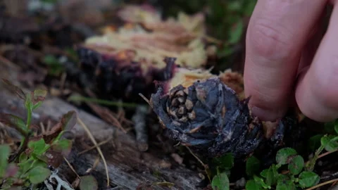 Hands opening a stone pine cone on forest floor Video stock 300545767