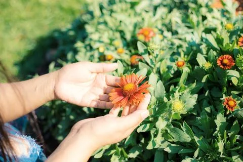 Hands with orange flowers on plot. Stock Photos
