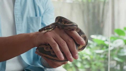 Hands of Owner Petting Small Python in front of Camera at Home Stock Footage 302229381