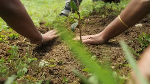 Hands pack the earth around a young tree planted, in Darjeeling, India Stock Footage 194462628