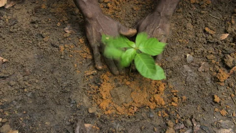 Hands pack the soil around a newly planted cocoa tree, in Ivory Coast Stock Footage 220638351